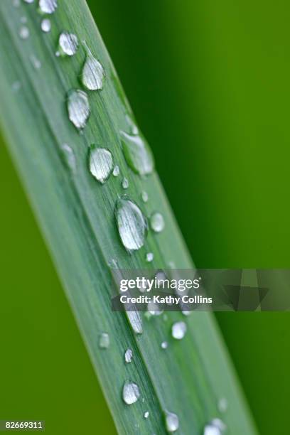 morning dew on long grass stem - kathy shower stock-fotos und bilder