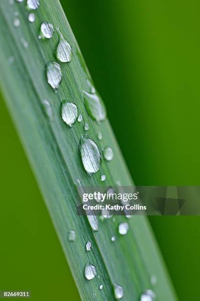 morning dew on long grass stem - kathy shower imagens e fotografias de stock