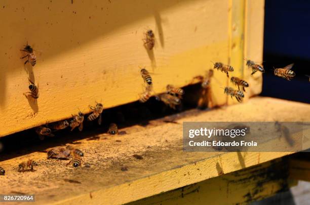 close-up of honey bees entering beehive - flies buzzing stock pictures, royalty-free photos & images