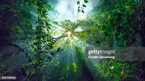 low angle view of sun shining through tree kuala lumpur, malaysia - tropical rainforest stock-fotos und bilder