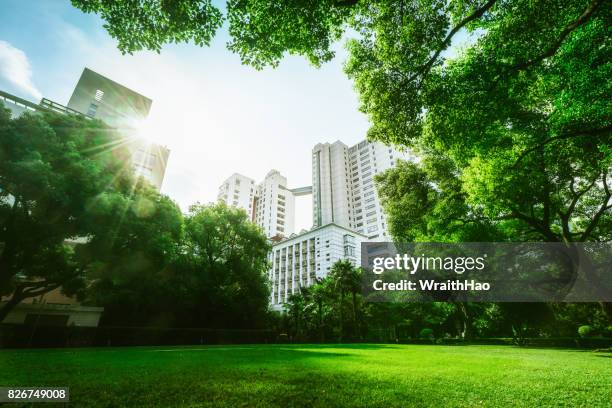 huashan garden - garten baum stock-fotos und bilder