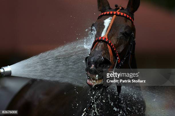 Racing horse get a shower after the Friday's Race Day at Iffezheim Race Track on September 5, 2008 in Baden-Baden, Germany.