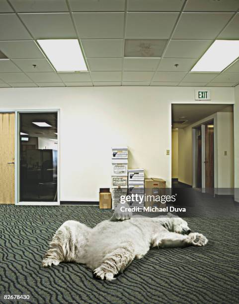 polar bear sleeping in office - funny polar bear stock pictures, royalty-free photos & images