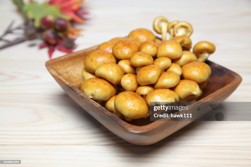 Butterscotch mushroom in a white background