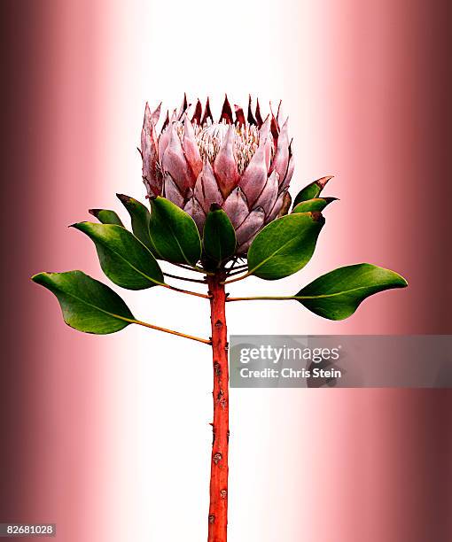 king protea pink - protea stock pictures, royalty-free photos & images