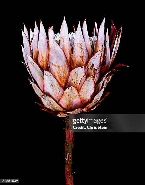 king protea side - protea stock pictures, royalty-free photos & images