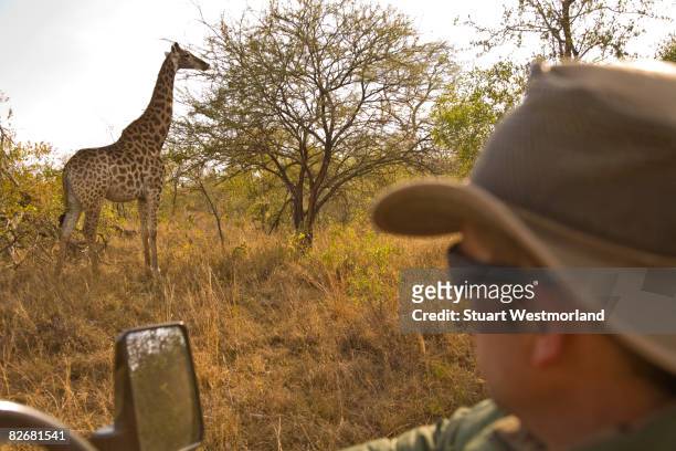 giraffe on safari - arathusa safari lodge stock pictures, royalty-free photos & images