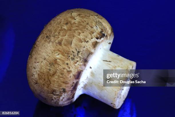 cremini mushroom (agaricus bisporus) - mushroom coral stock pictures, royalty-free photos & images