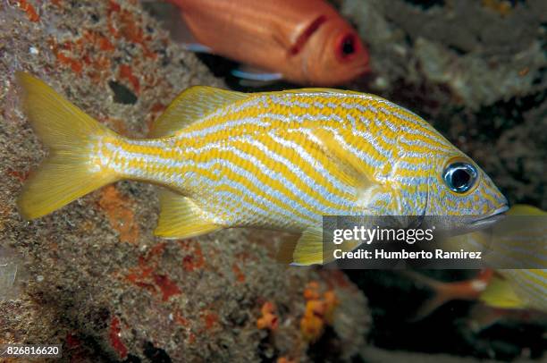 french grunt. - french grunt stock pictures, royalty-free photos & images