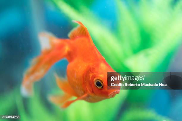 orange veil-tail goldfish pet in home aquarium. - goldfish stock-fotos und bilder