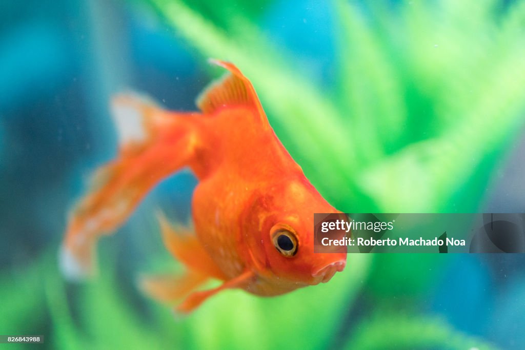 Orange veil-tail goldfish pet in home aquarium.