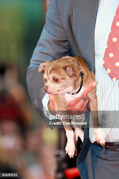 Mickey Rourke's dog, Loki attends the 65th Venice Film Festival Closing Ceremony at the at the Sala Grande on September 6, 2008 in Venice, Italy.