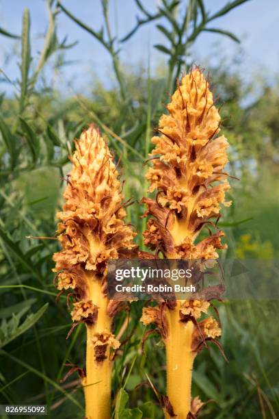 knapweed broomrape (orobanche elatior) - orobanche stock pictures, royalty-free photos & images