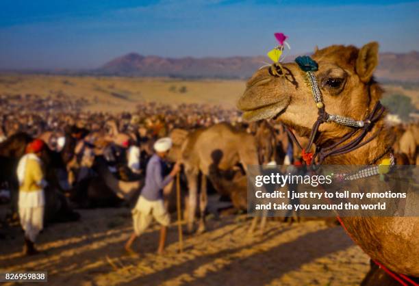 camels at the annual livestock fair - mela fotografías e imágenes de stock