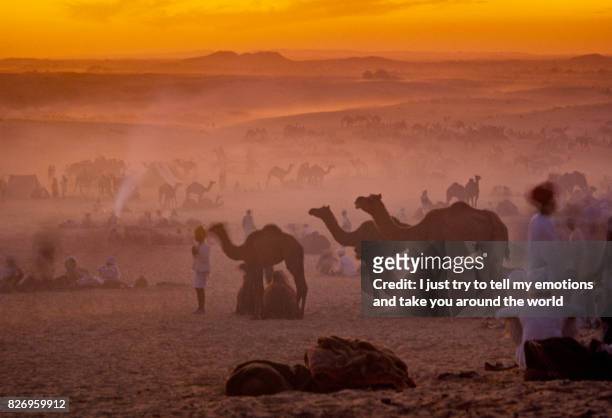 camels at the annual livestock fair - north stock pictures, royalty-free photos & images