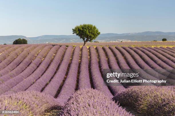 lone tree and lavender fields on the plateau de valensole, provence. - single tree stock pictures, royalty-free photos & images