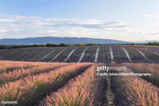 lavender fields on the plateau de valensole, provence. - paysage vallonné photos et images de collection