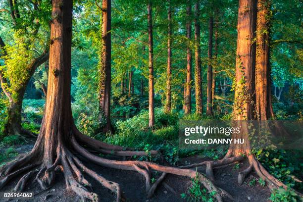 forest in summer - tree roots stock pictures, royalty-free photos & images