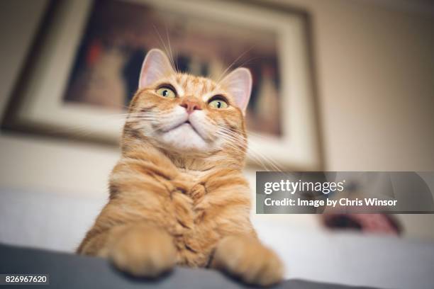 looking up at cat - striped cat stock pictures, royalty-free photos & images