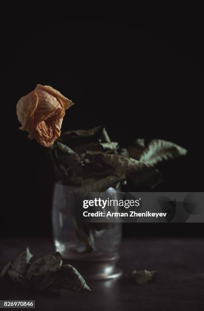 close-up view of the withered rose - glass vase black background foto e immagini stock