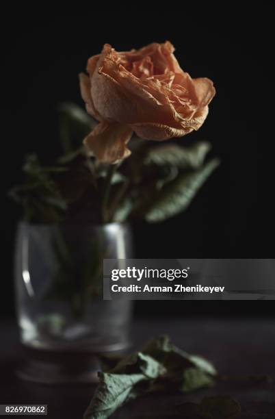 close-up view of the withered rose - glass vase black background foto e immagini stock