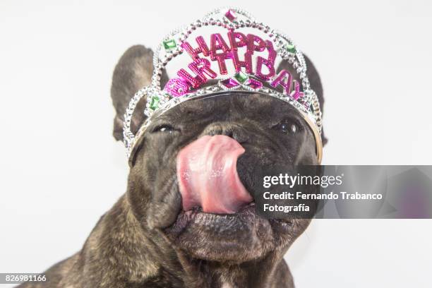 dog with happy birthday crown - the queens birthday party stock pictures, royalty-free photos & images