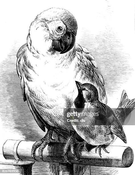 the parrot and his little friend sitting on a wooden pole - 1876 stock illustrations