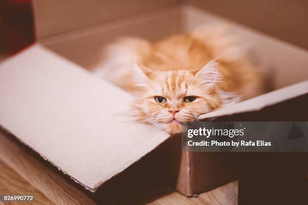 cat in box - cat in box stock-fotos und bilder