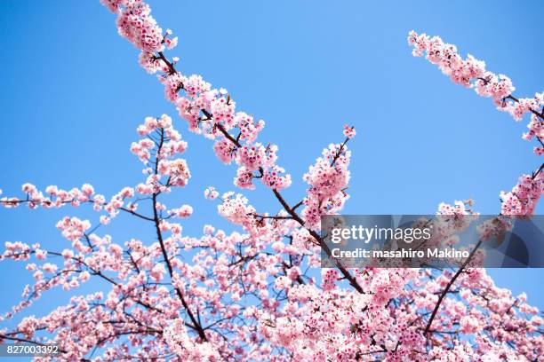 pink cherry blossoms - cherry blossom japan stock pictures, royalty-free photos & images