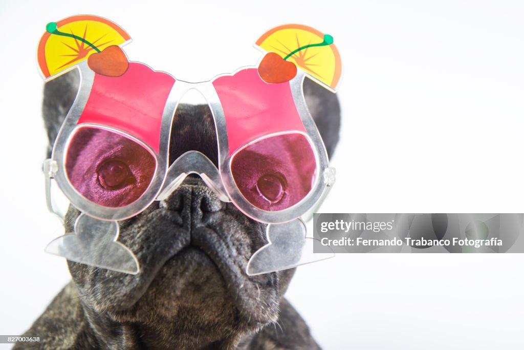 Dog with cocktail glasses