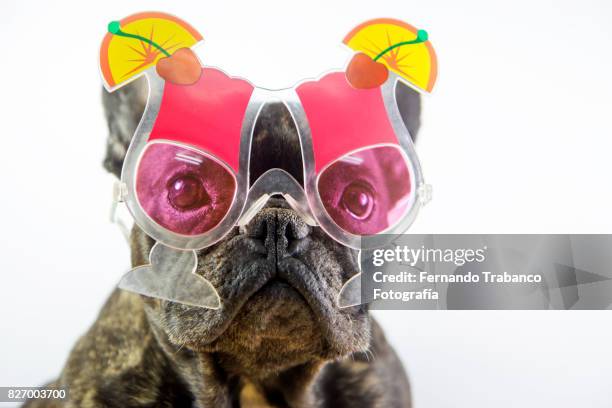 dog with cocktail glasses - face surprise heat stock pictures, royalty-free photos & images