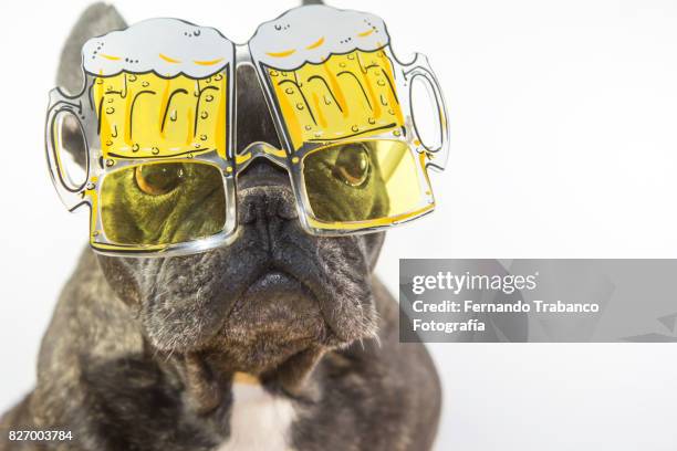 dog with glasses of beer - face surprise heat stock pictures, royalty-free photos & images