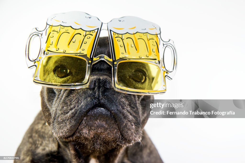 Dog with glasses of beer