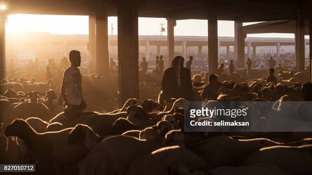 silhouette of livestock auction market at the down in eve of eid al-adha - sheep sales stock pictures, royalty-free photos & images