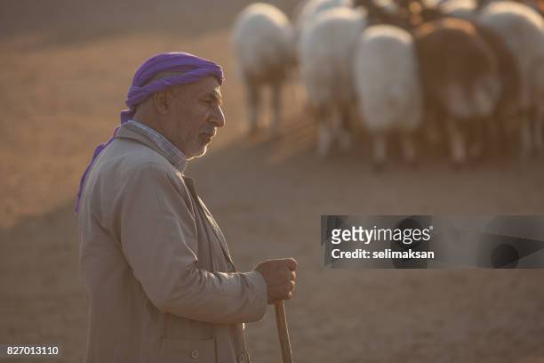portraits of people in livestock market in the eve of eid al-adha in sanliurfa,tuekey - ram stick stock pictures, royalty-free photos & images