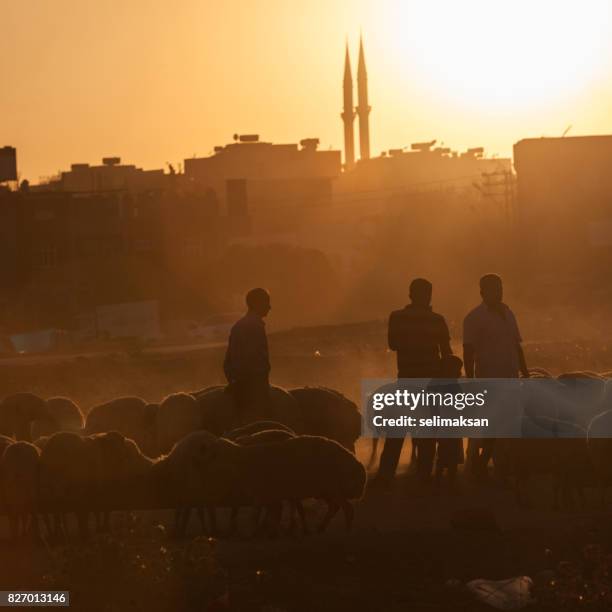silhouette of livestock auction market at the down in eve of eid al-adha - şanlıurfa stock pictures, royalty-free photos & images