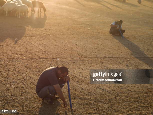 portraits of people in livestock market in the eve of eid al-adha in sanliurfa,tuekey - ram stick stock pictures, royalty-free photos & images