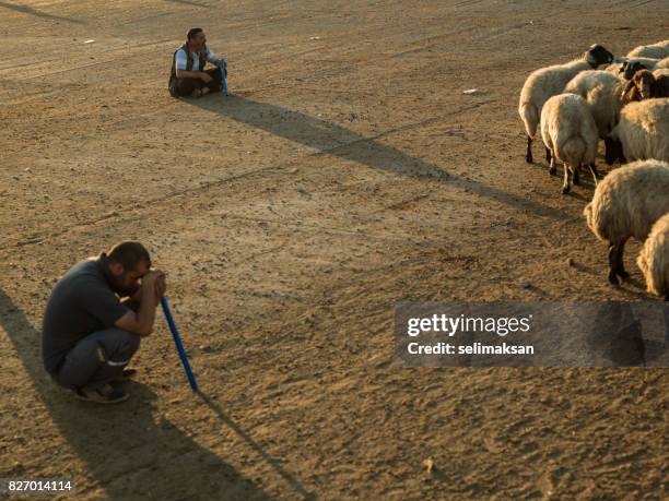 portraits of people in livestock market in the eve of eid al-adha in sanliurfa,tuekey - ram stick stock pictures, royalty-free photos & images