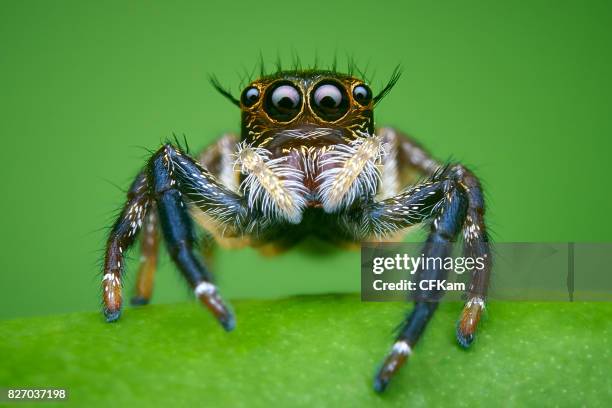 hyllus jumping spider - spider stockfoto's en -beelden