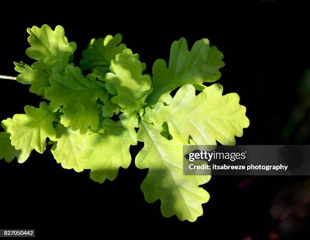 young oak leaves against a black background - welsh oak stock pictures, royalty-free photos & images