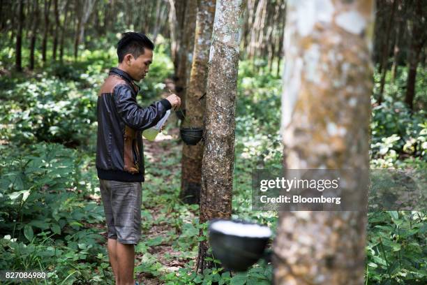 Worker adds a coagulant to a bowl of rubber sap at a rubber plantation in Huay Din Jee Village, Bokeo Province, Laos, on July 30, 2017. Rubber has...