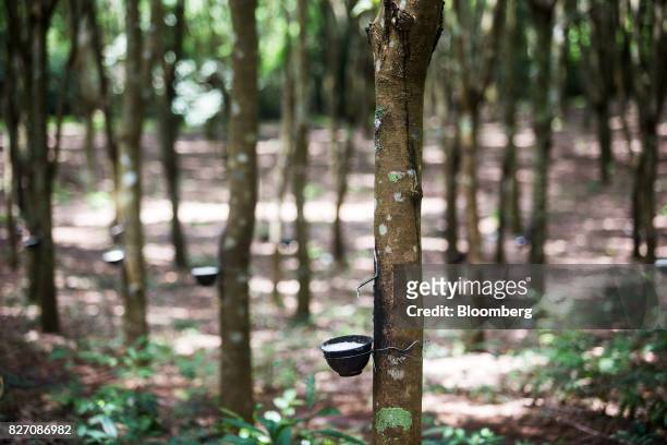 Rubber sap is collected in bowls at a rubber plantation in Huay Din Jee Village, Bokeo Province, Laos, on July 30, 2017. Rubber has slumped since the...