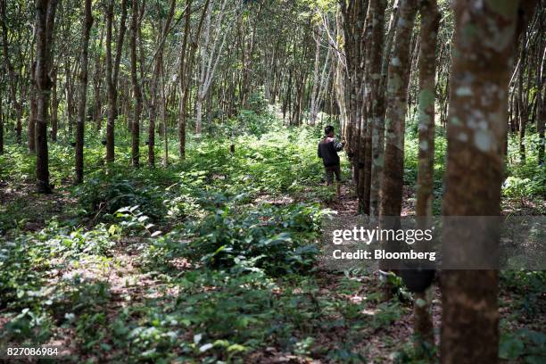 Worker adds a coagulant to fresh rubber sap at a rubber plantation in Huay Din Jee Village, Bokeo Province, Laos, on July 30, 2017. Rubber has...