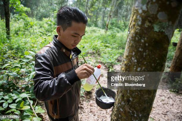 Worker adds a coagulant to a bowl of rubber sap at a rubber plantation in Huay Din Jee Village, Bokeo Province, Laos, on July 30, 2017. Rubber has...
