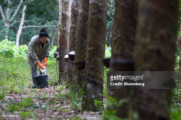 Worker collects rubber sap from a bowl at a rubber plantation in Huay Din Jee Village, Bokeo Province, Laos, on July 30, 2017. Rubber has slumped...
