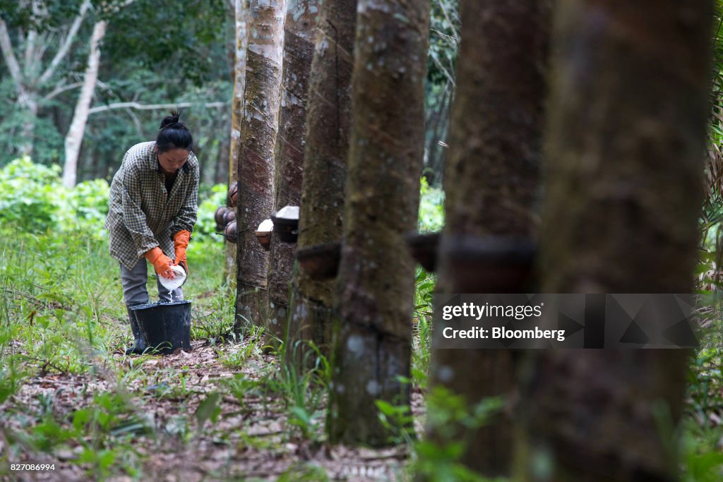 Operations At A Rubber Plantation