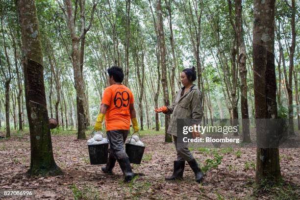 Workers collect balls of rubber sap at a rubber plantation in Huay Din Jee Village, Bokeo Province, Laos, on July 30, 2017. Rubber has slumped since...