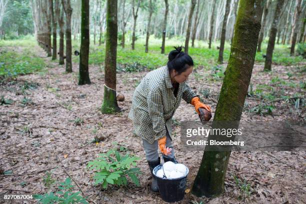 Worker collects rubber sap from a bowl at a rubber plantation in Huay Din Jee Village, Bokeo Province, Laos, on July 30, 2017. Rubber has slumped...