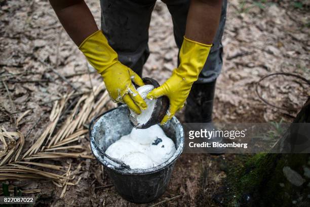 Worker removes rubber sap from a bowl at a rubber plantation in Huay Din Jee Village, Bokeo Province, Laos, on July 30, 2017. Rubber has slumped...