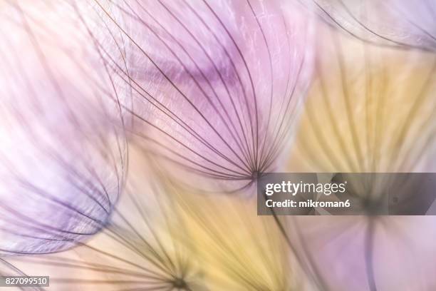 dandelion seeds - macro photography plants stock pictures, royalty-free photos & images